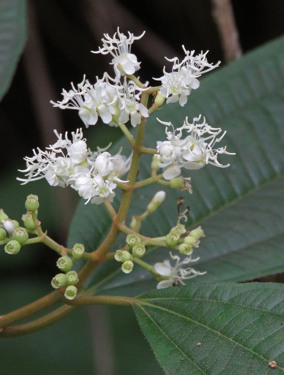 Miconia 3