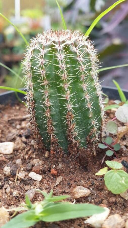 Cactus pettine 22