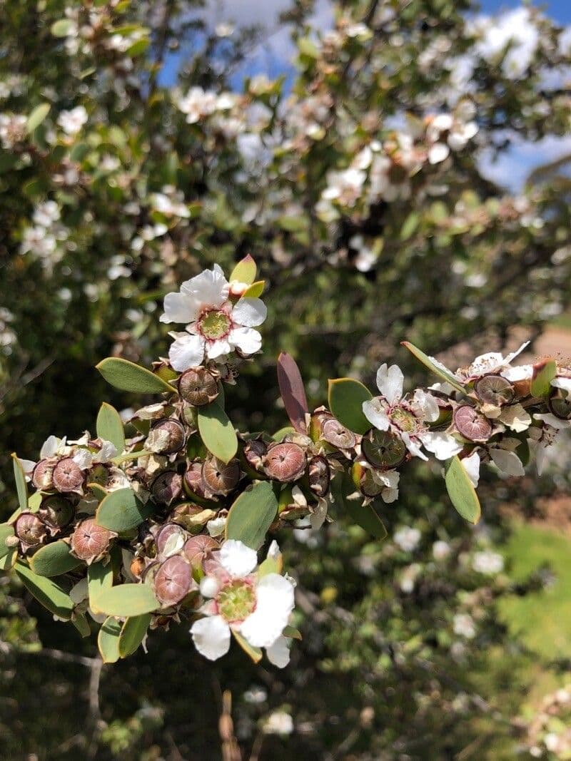 Leptospermum laevigatum 6