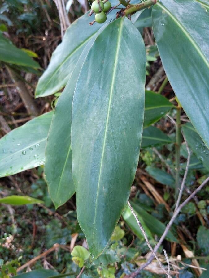 Alpinia blu 11