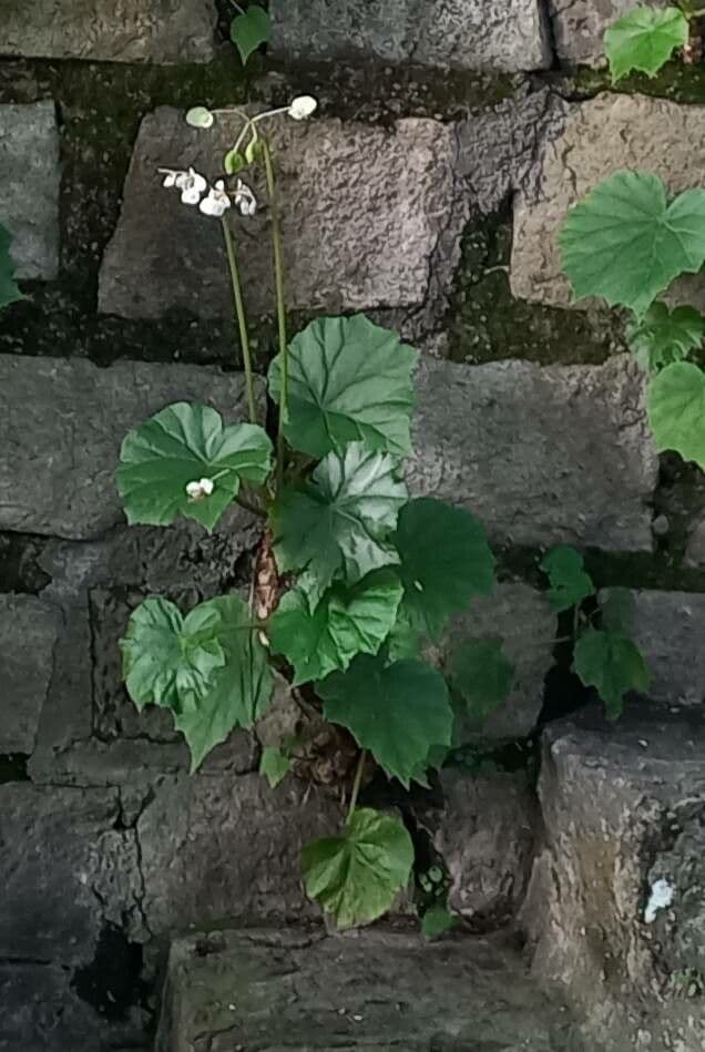 Begonia 3