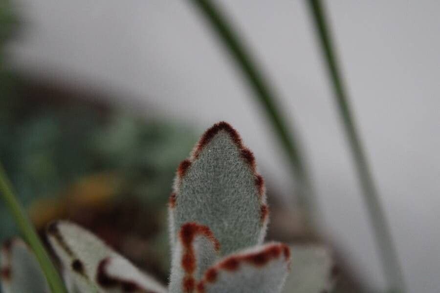 Pianta panda 23