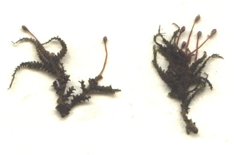 Tristicha