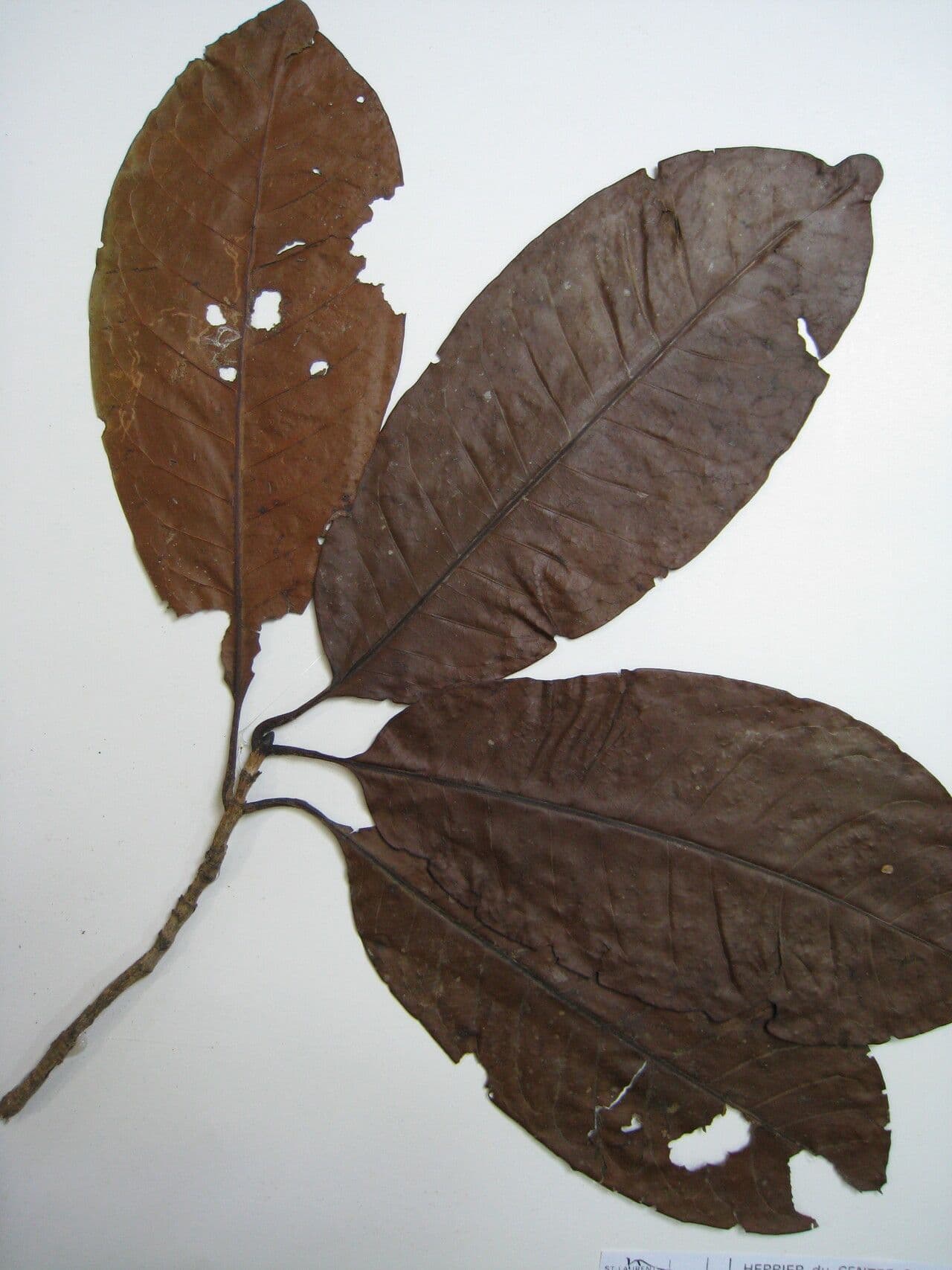 Stachyarrhena 6