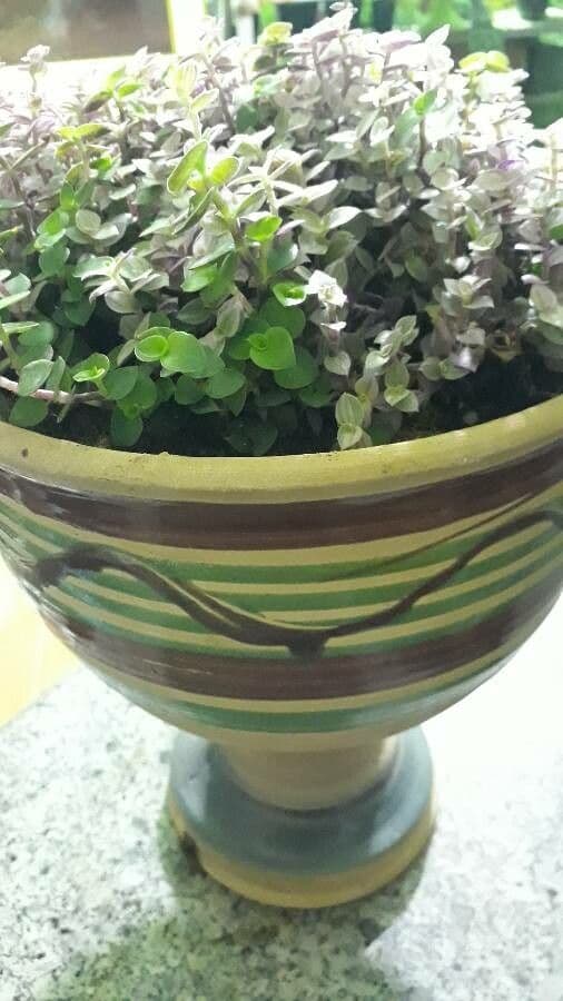 Callisia repens 26