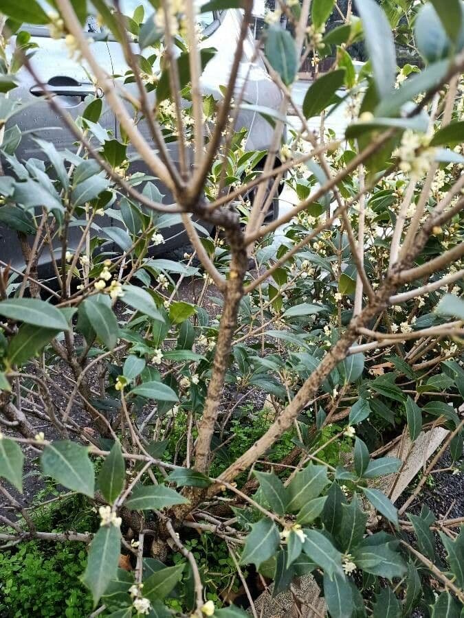 Buntlaub-Duftblume 24
