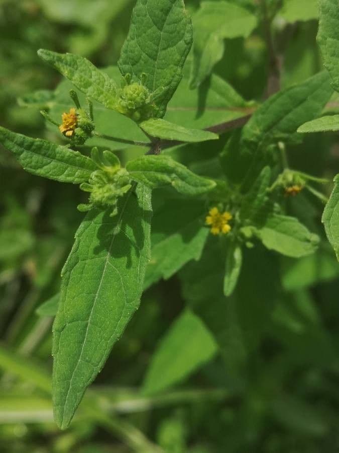 Sigesbeckia orientalis 13