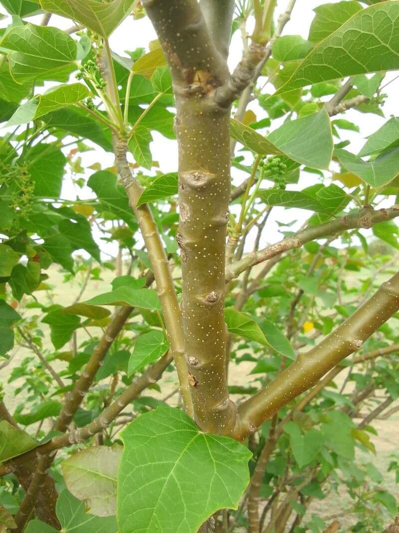 Piombo 23