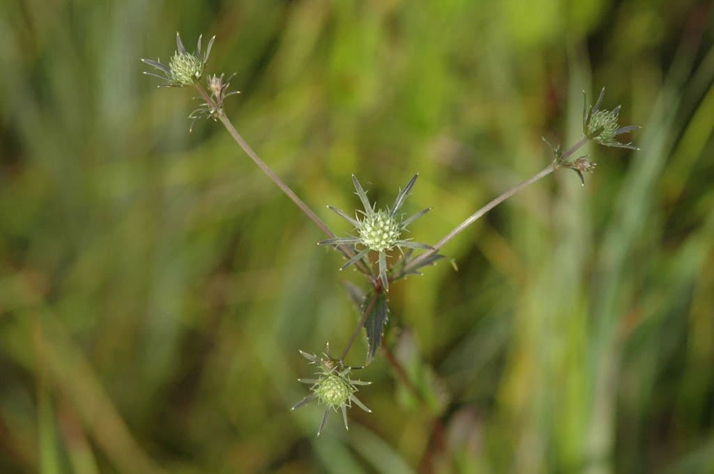 Panicaut 4