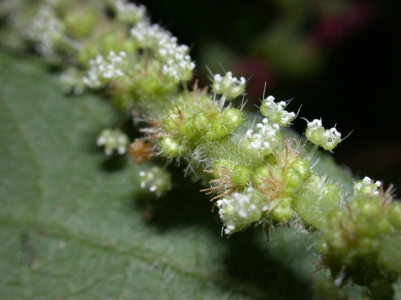 Acalypha a spiga grande 3