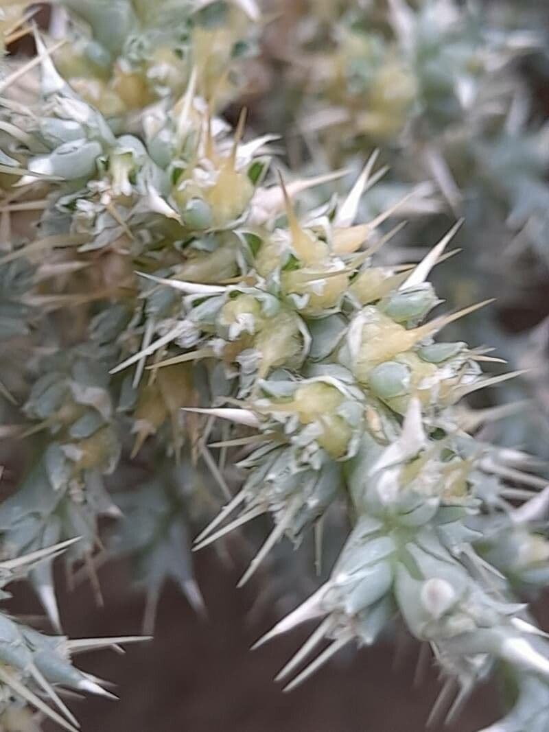 Cornulaca
