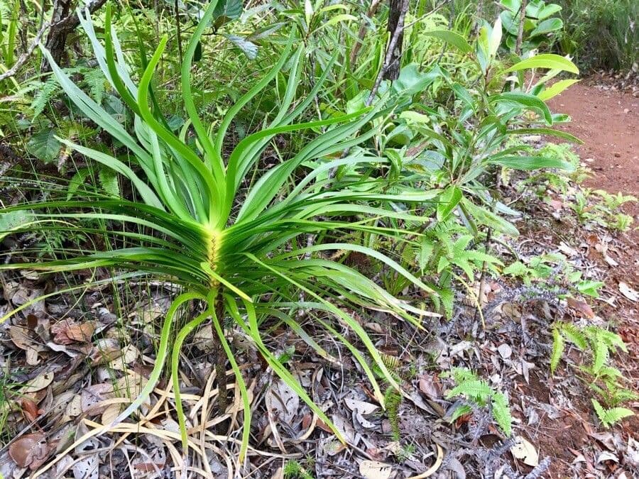 Lomandra insulare 17