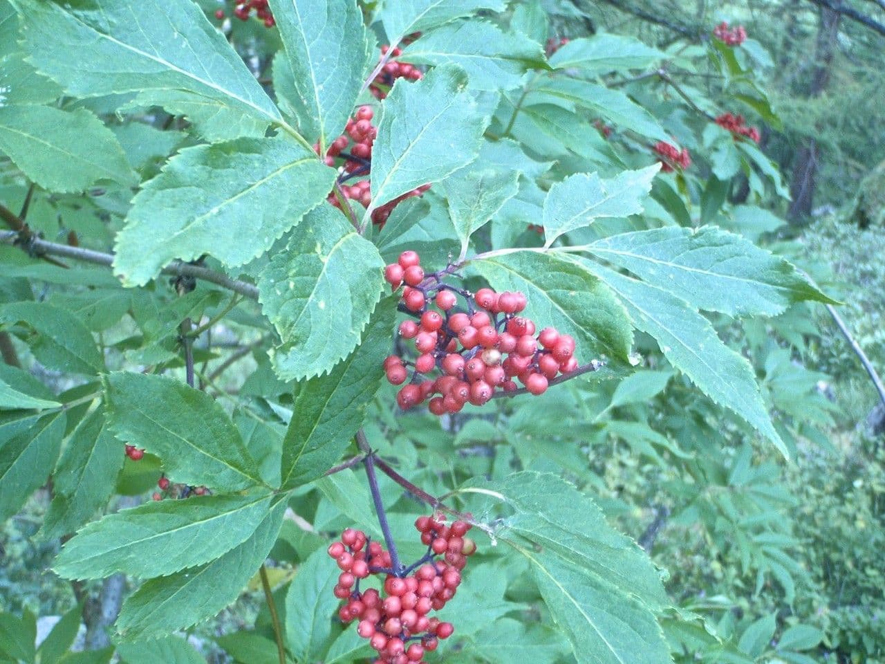 Sambuco rosso 9