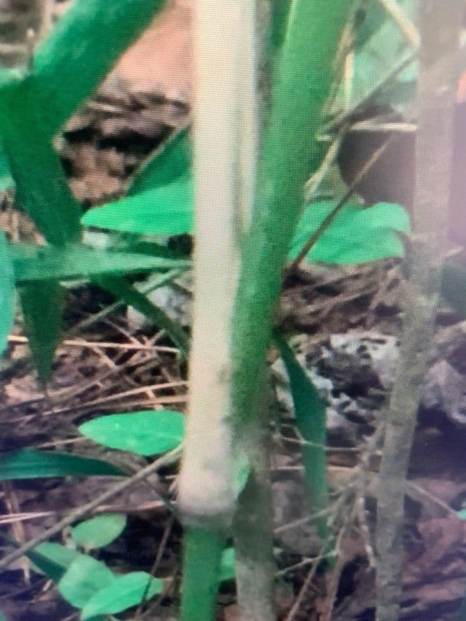 Riesenschilf 18