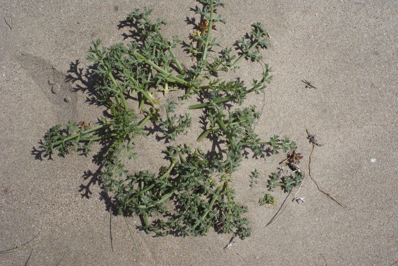 Echinophora spinosa 13