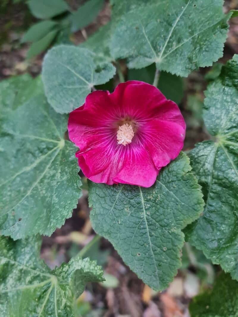 Malva 8