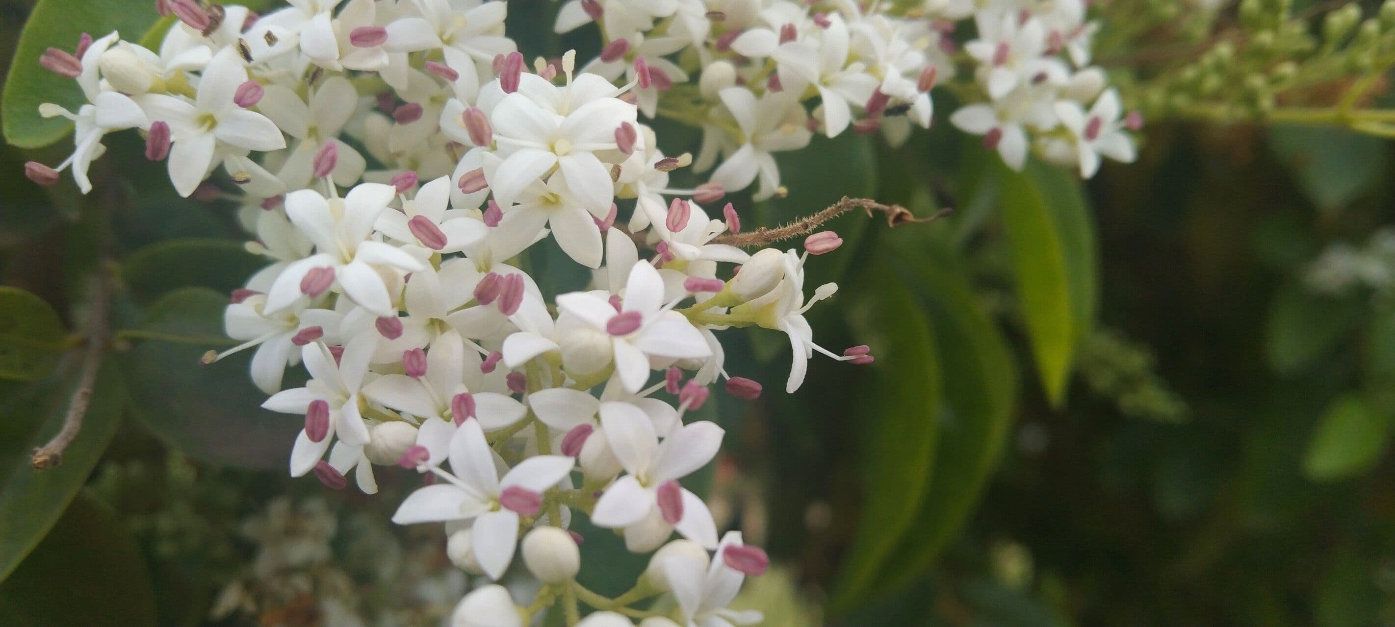 Ehretia 2
