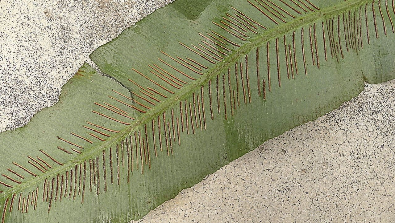 Asplenium serratum 3