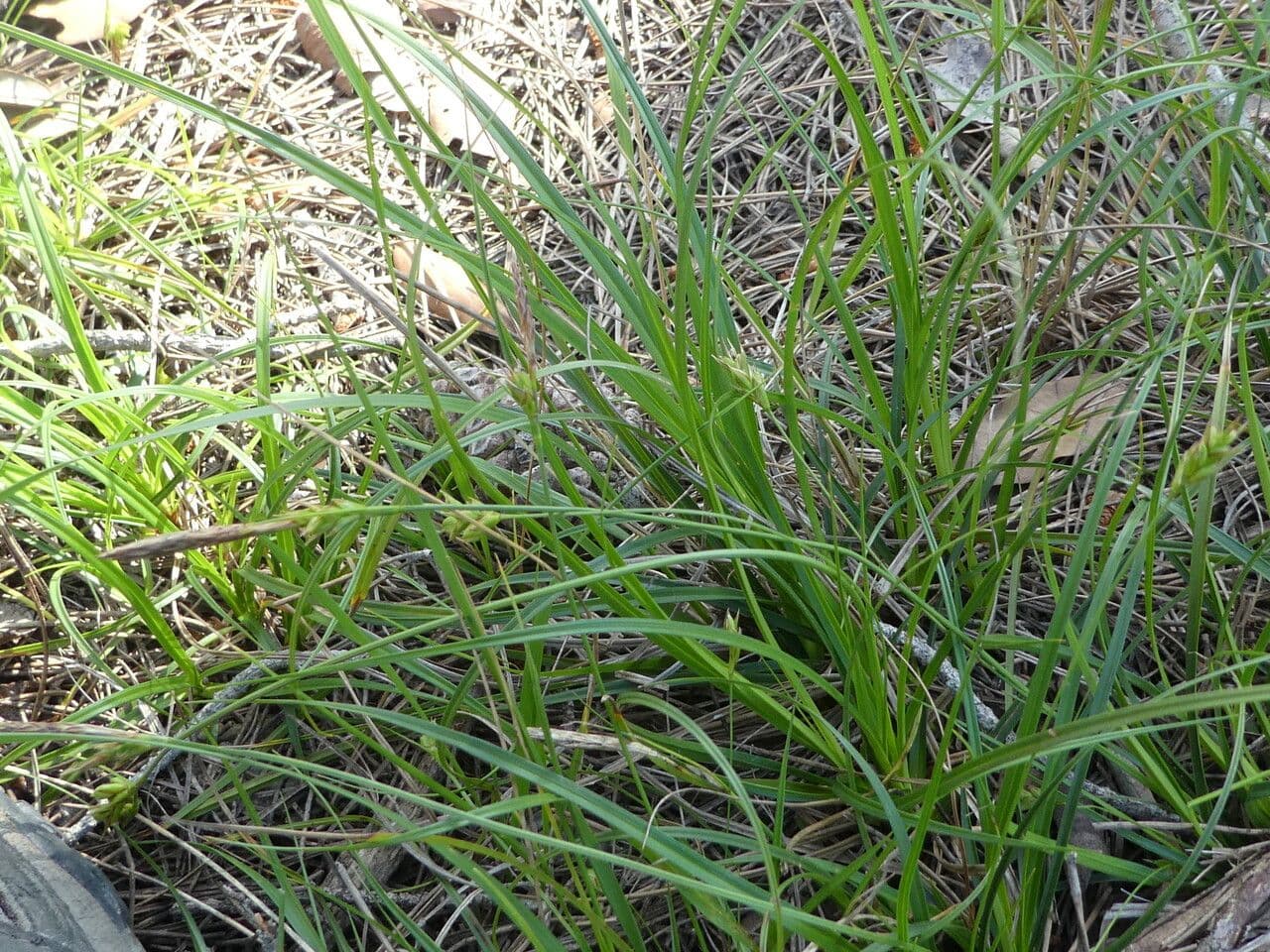 Carex distachya 15