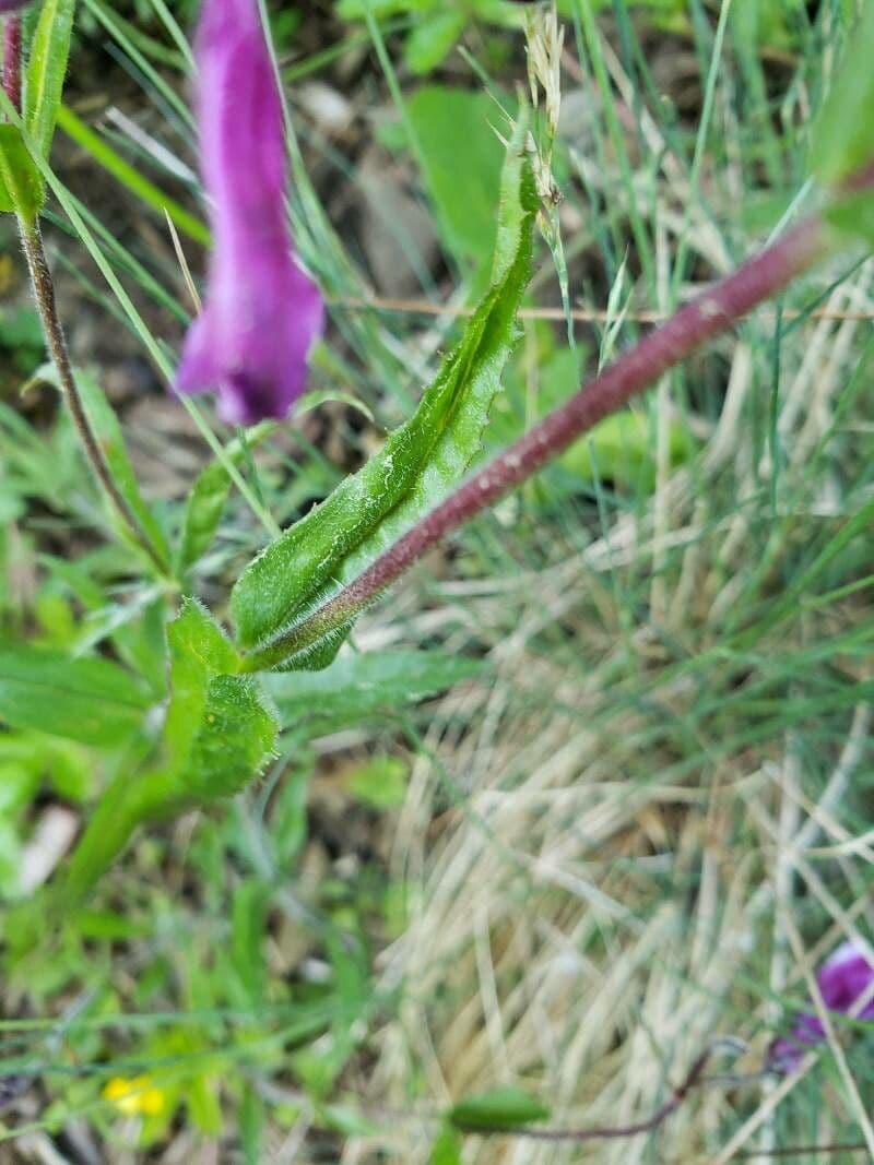 Penstemon hirsutus 11