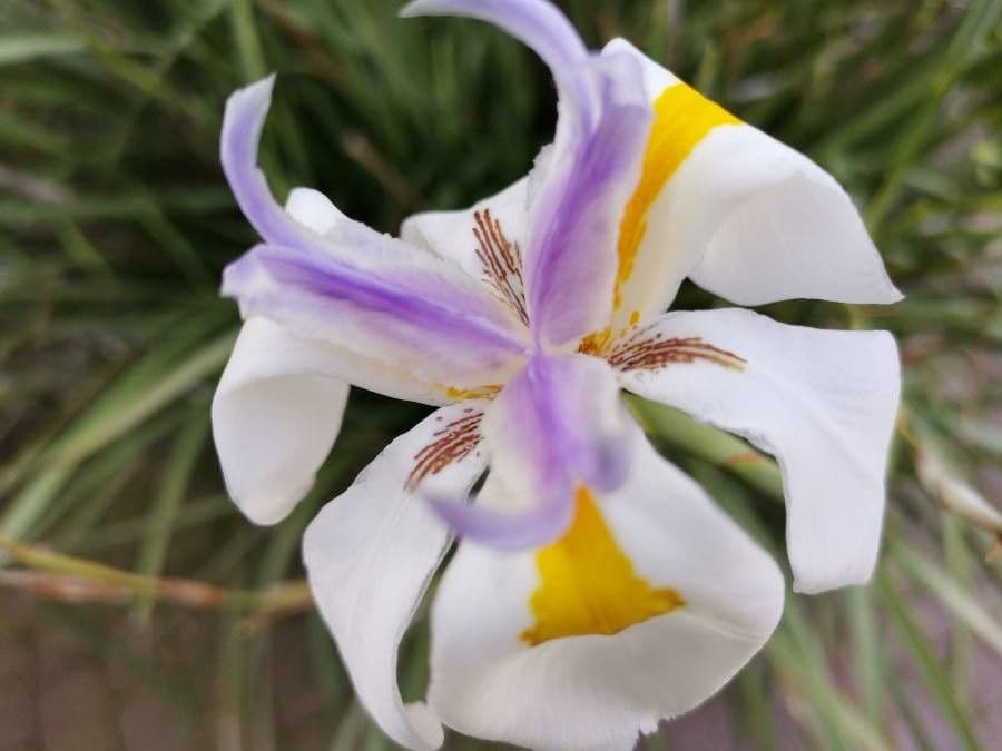 Iris selvatico a fiore grande 5