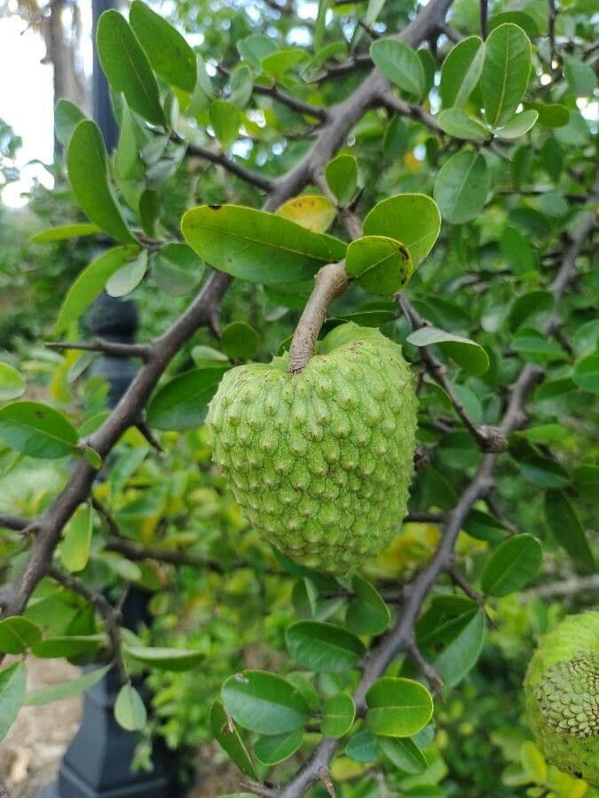 Annona 5