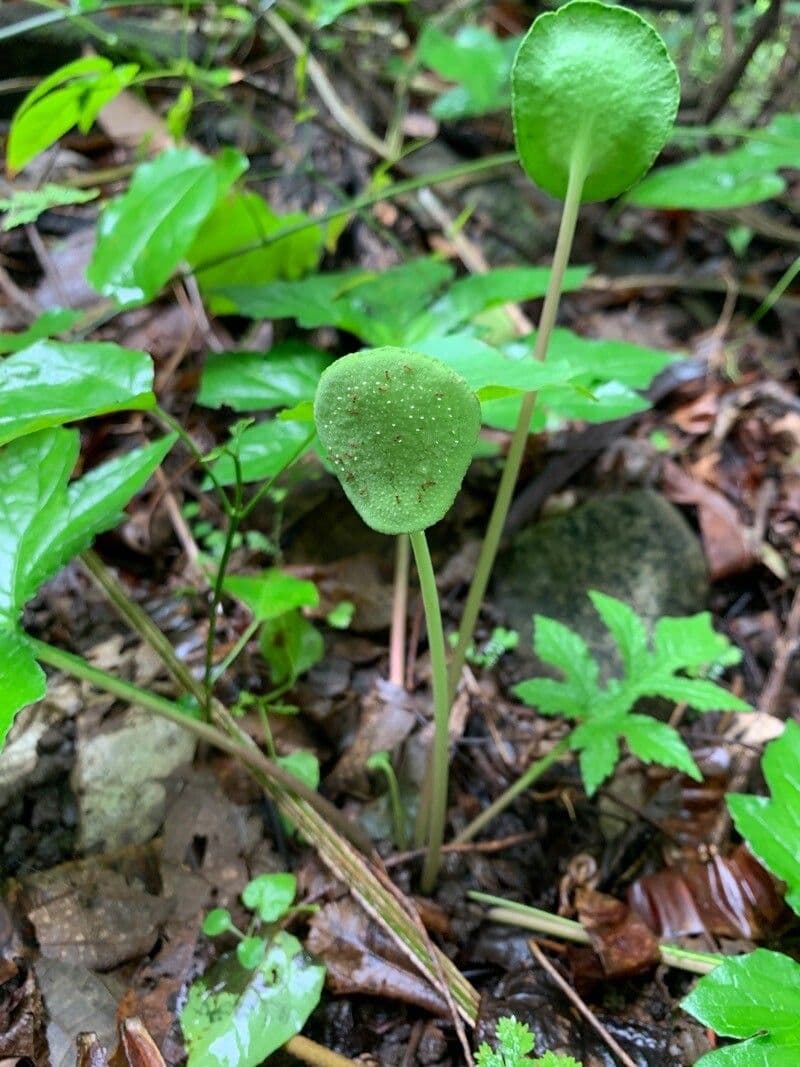 Dorstenia 2