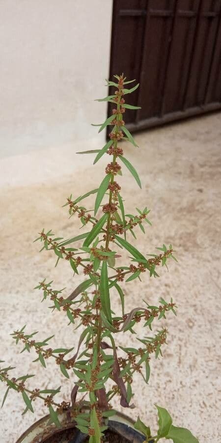Ammannia baccheriforme 5
