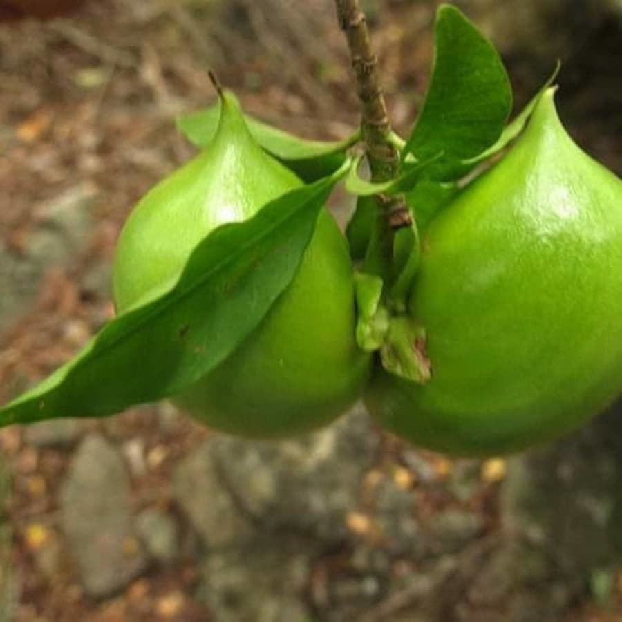 Tabernaemontana grandiflora