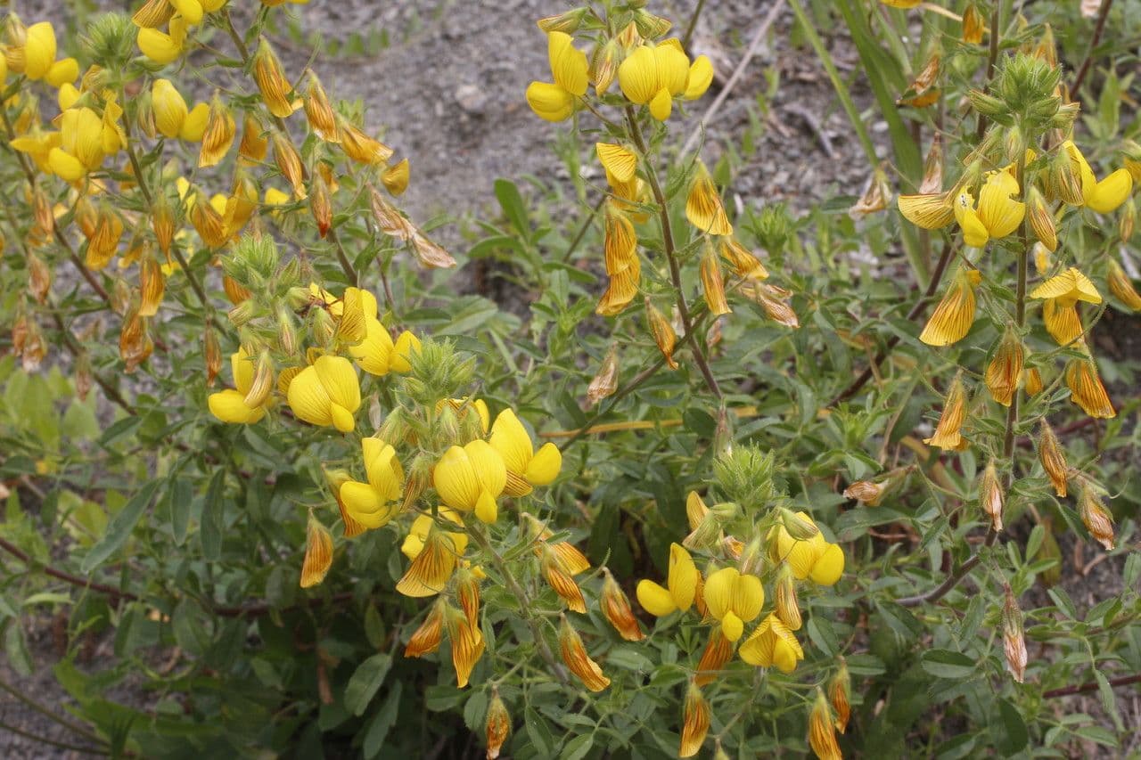 Bugrane jaune 15