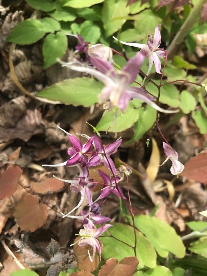 Großblütiges Elfenblümchen 2
