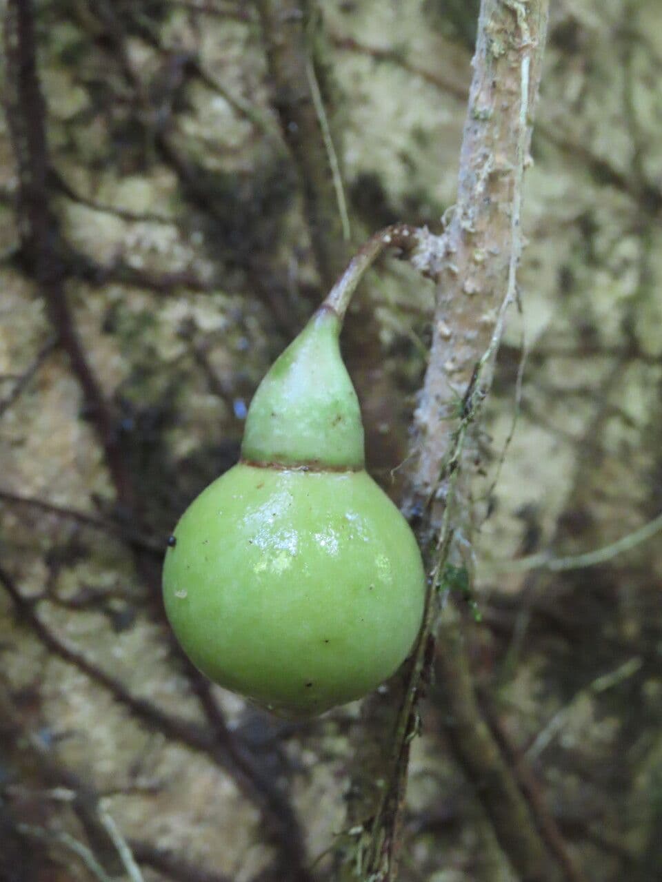 Schlegelia 5