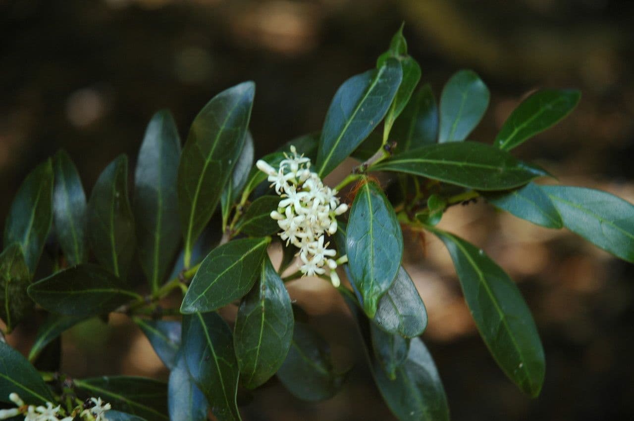 Psydrax odorata 2