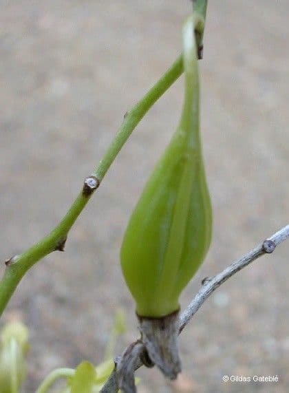 Dendrobium