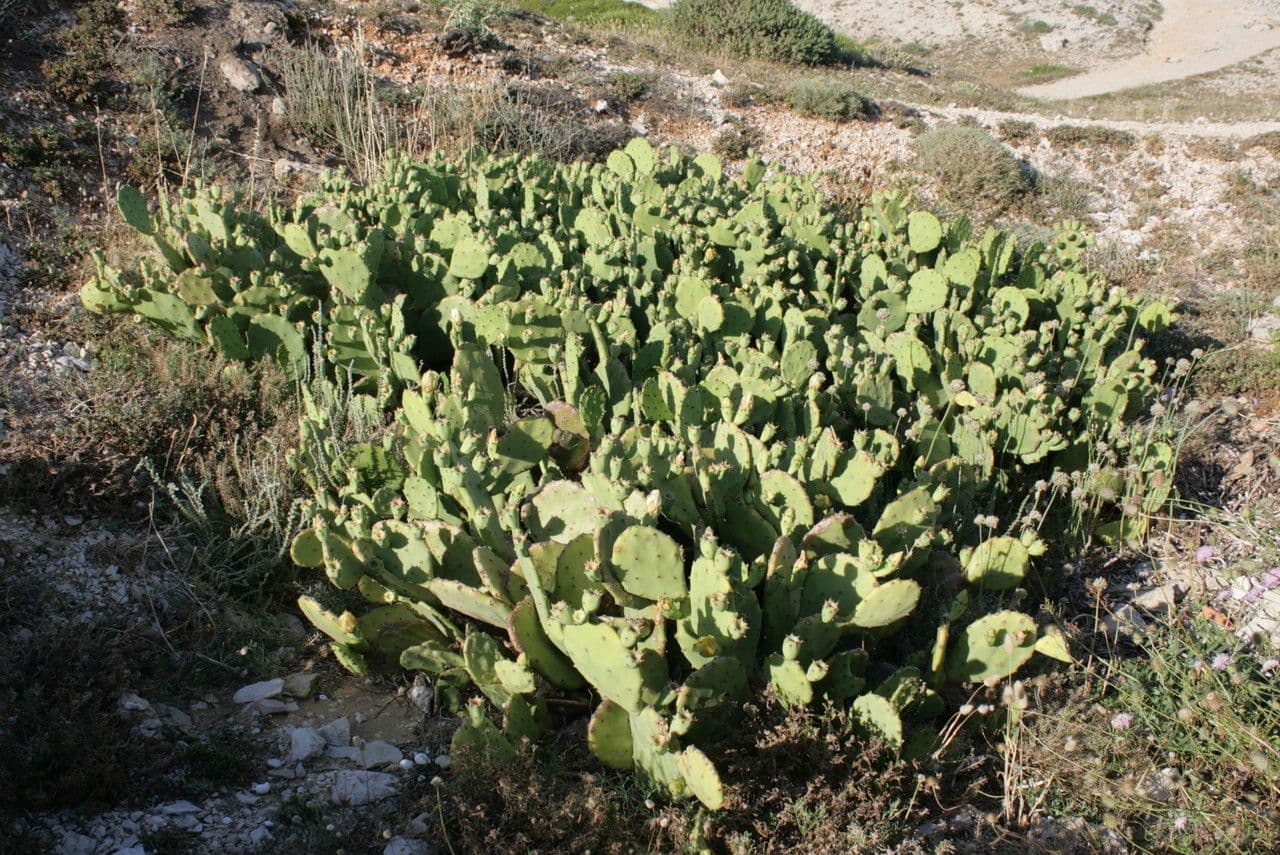 Erect prickly-pear 12