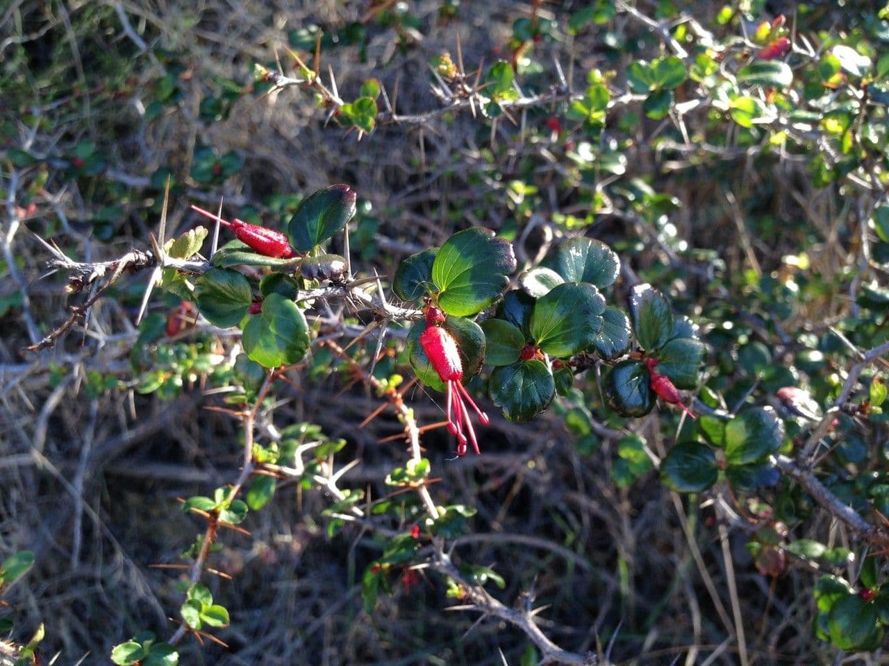 Fuchsiöse johannisbeere 12