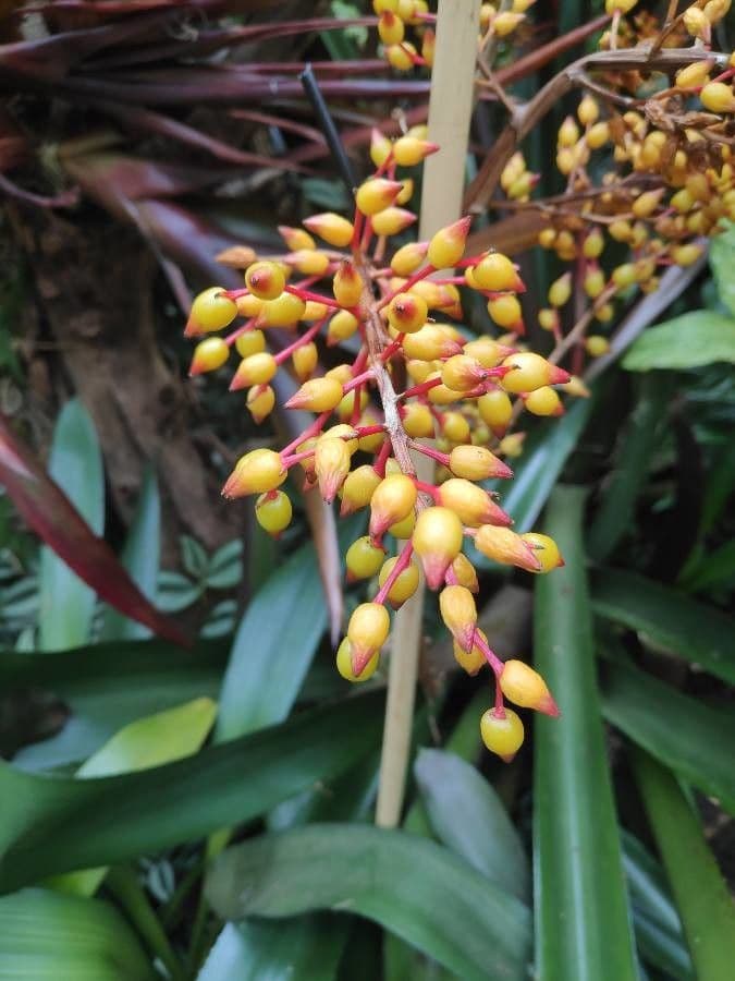 Aechmea 2