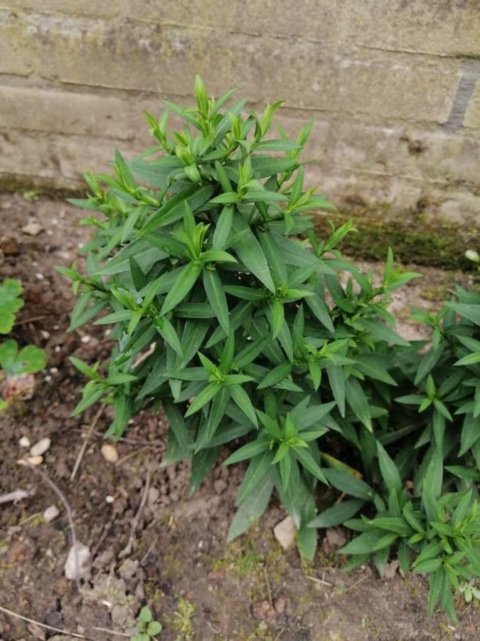 Aster ageratoides 13