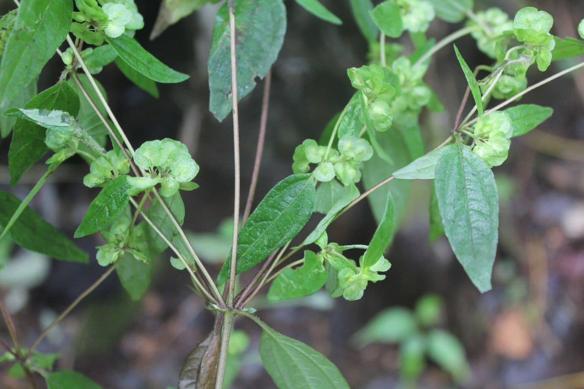 Delilia biflora 4