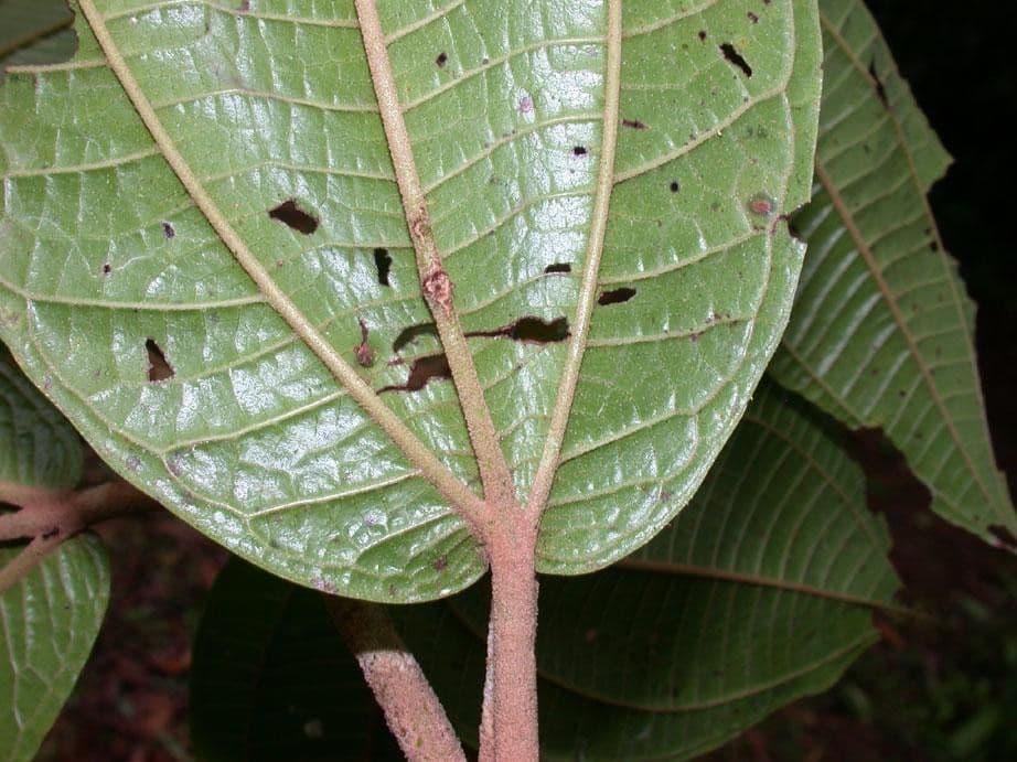 Miconia a spighe multiple 10