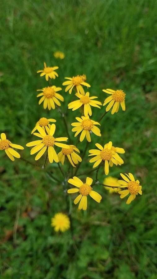 Schmutziges Greiskraut 7