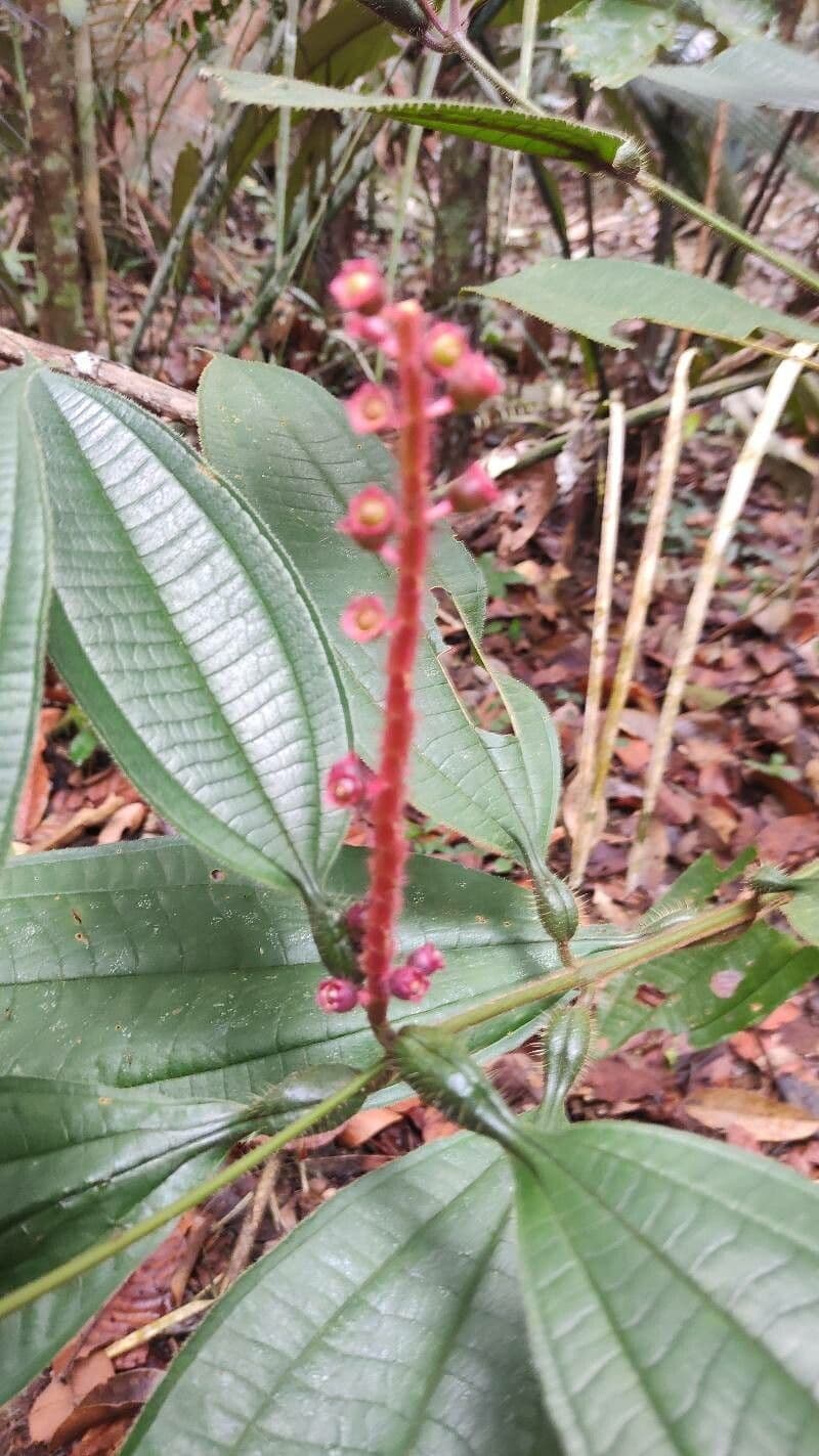 Miconia 5