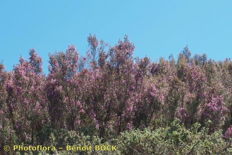 Brezo macho 10