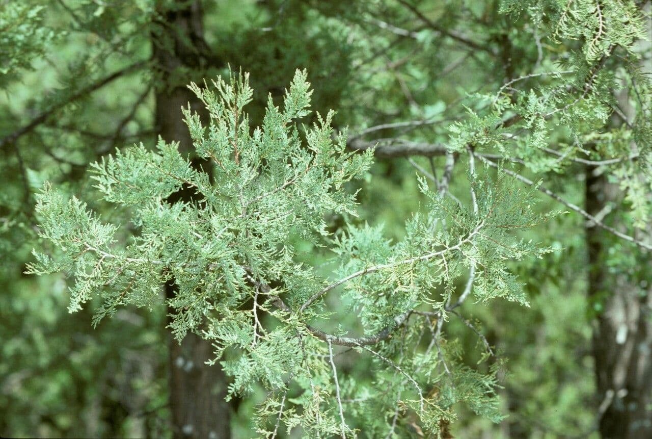 Cedro del Cile 19