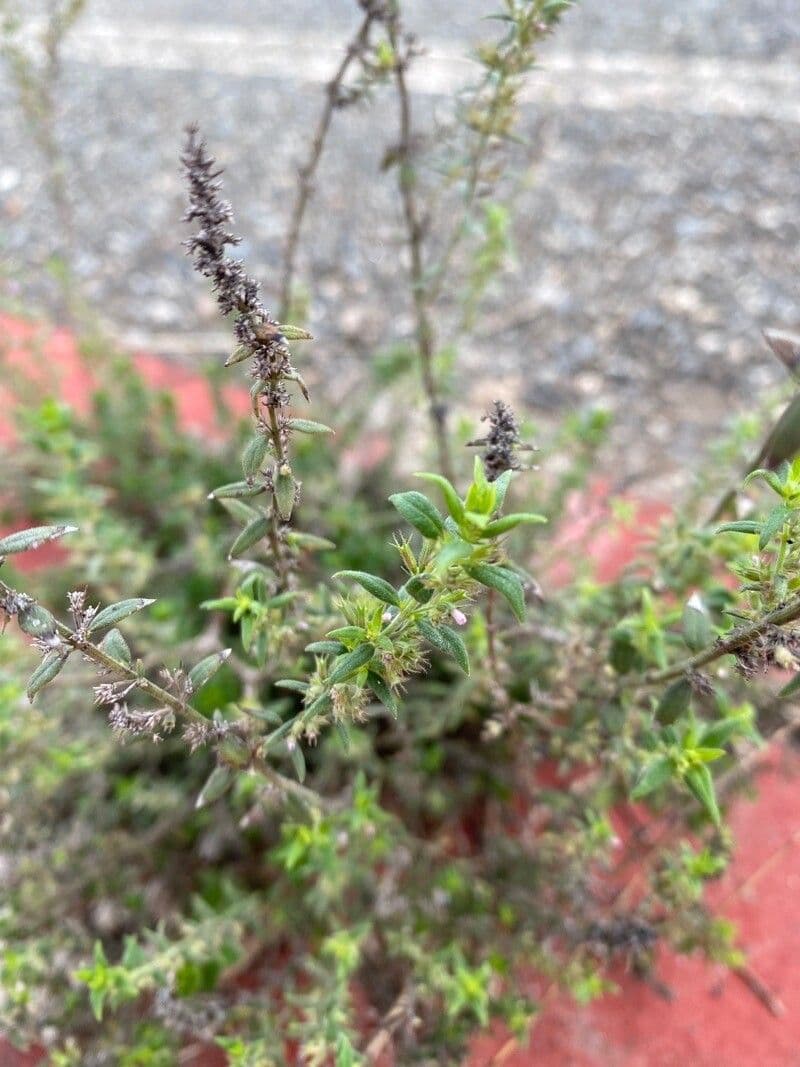 Micromeria 8