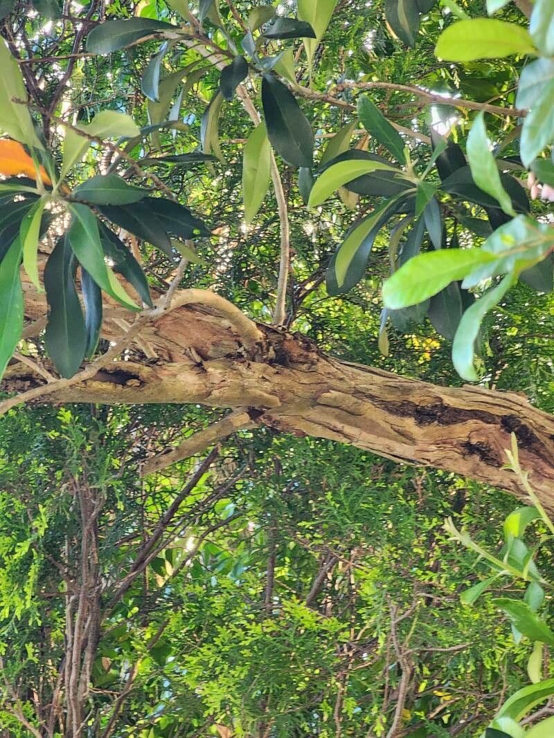 Lorbeerblättrige Tristaniopsis 12