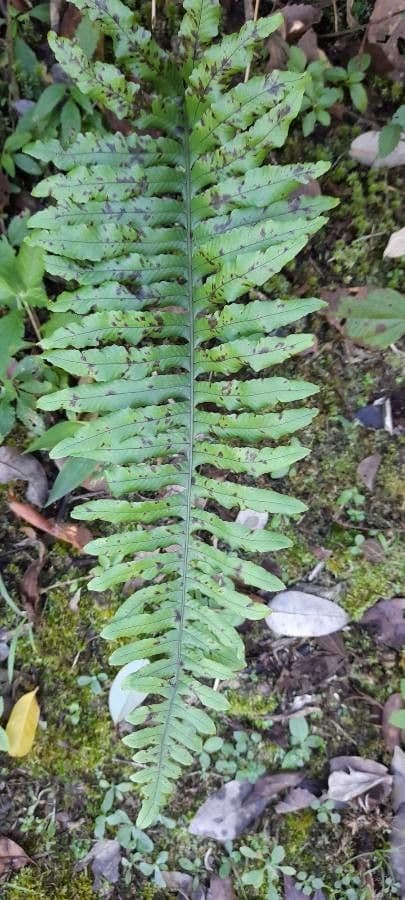 Blechnum