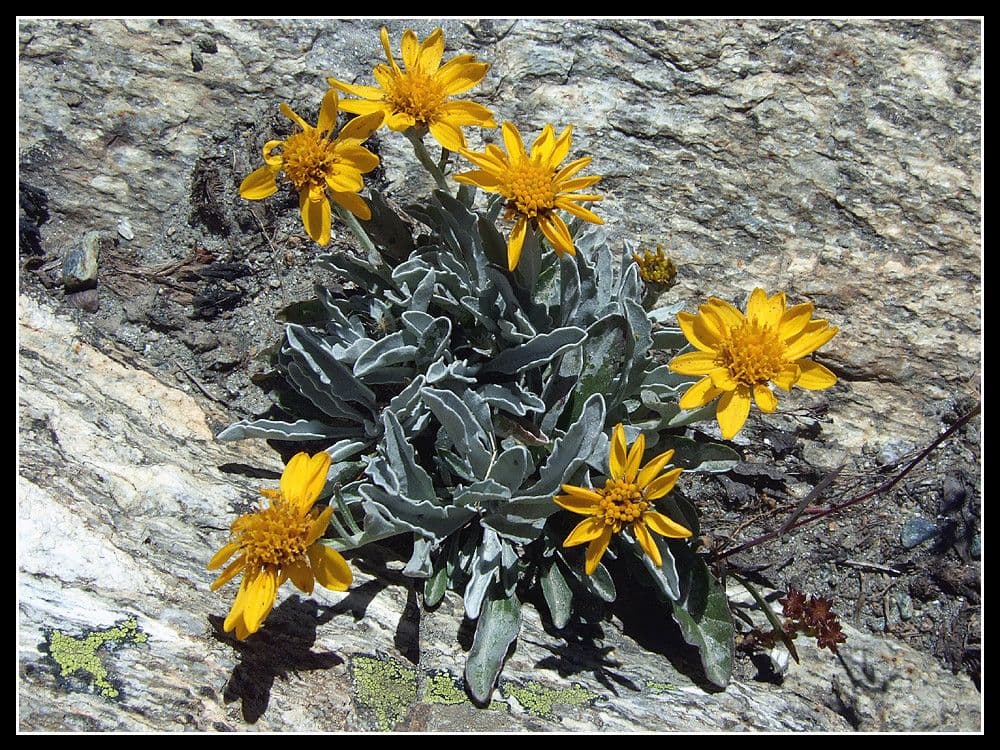 Senecio 8