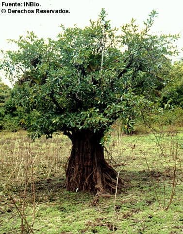 Korkbaum 11