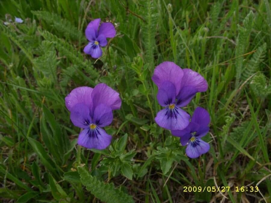 Viola